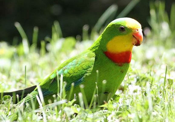 玄鳳鸚鵡喜歡人摸哪里