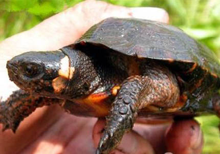 適合新手養(yǎng)的半水龜