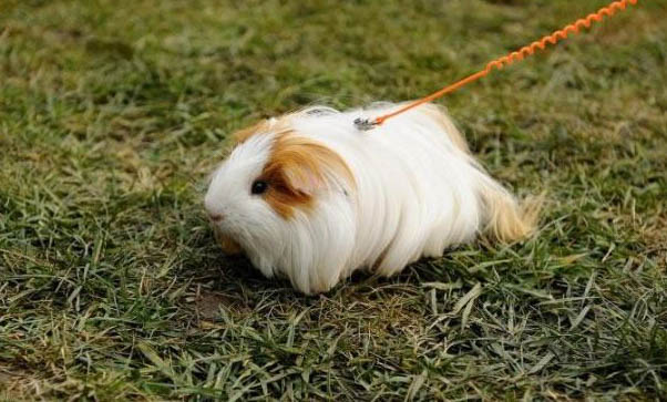 荷蘭長毛垂耳兔多少錢