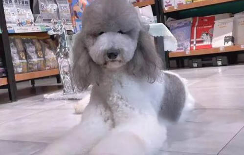 巨貴怎么訓練大小便