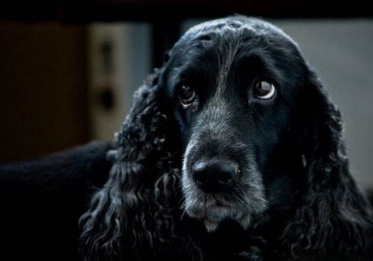 英國可卡犬什么顏色好