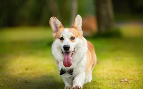 狗狗打疫苗前都需要做哪些檢查