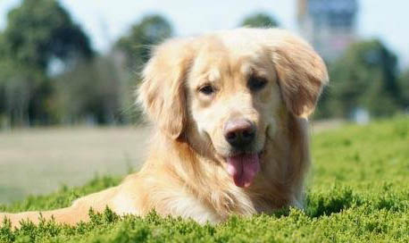 老年犬喂養(yǎng)需要注意什么問(wèn)題