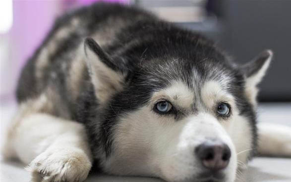 犬瘟細小病毒存活時間是多久