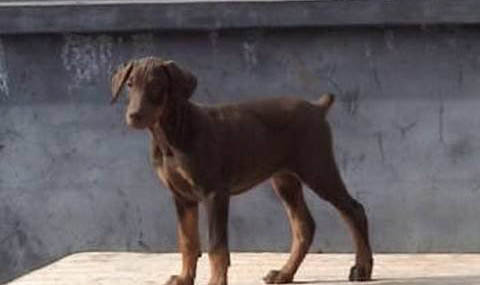 純種杜賓犬多少錢一只