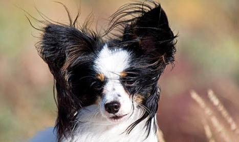 蝴蝶犬不愛(ài)吃東西的原因都是什么