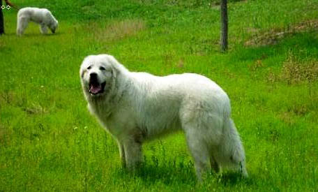 大白熊犬可以長多大