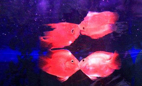 接吻魚的飼養環境