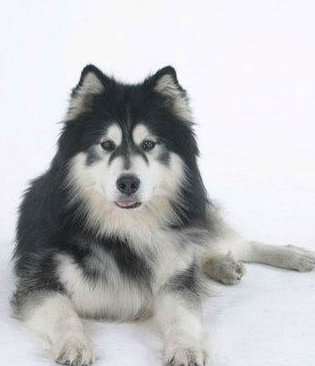 阿拉斯加犬價(jià)格多少