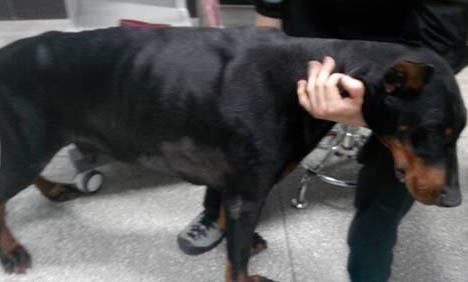 迷你杜賓犬會咬人嗎