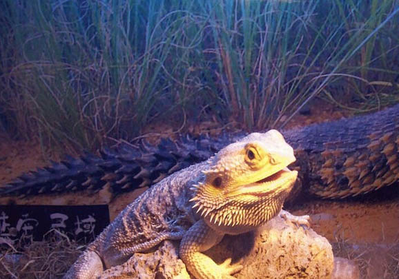 鬃獅蜥怎么分辨公母?
