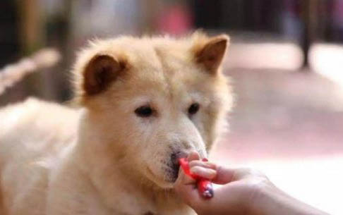 柴狗和柴犬有什么區(qū)別
