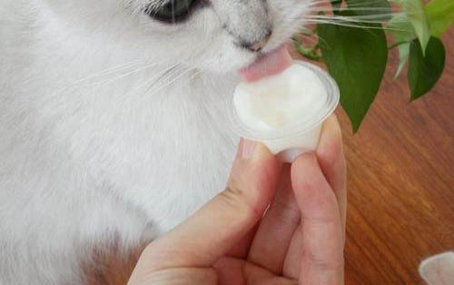 小貓嘴邊奶漬黃如何去掉
