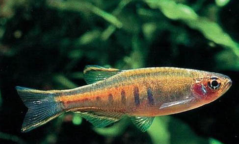 家里養魚忌諱