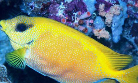 釣魚早上釣深水好還是淺水好