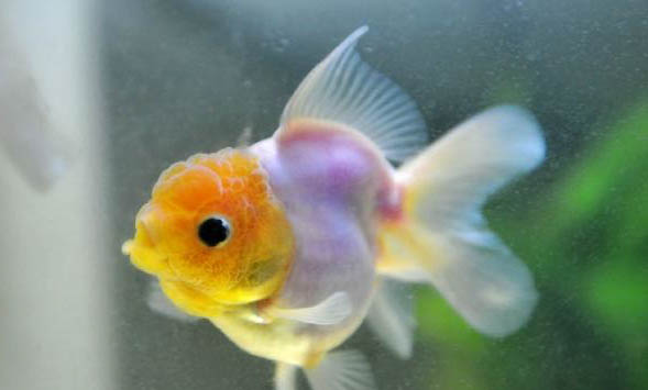 金魚(yú)身上有黑斑