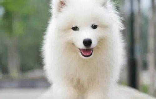 五黑神犬多少錢