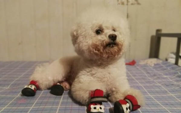 小狗干嘔吐不出來