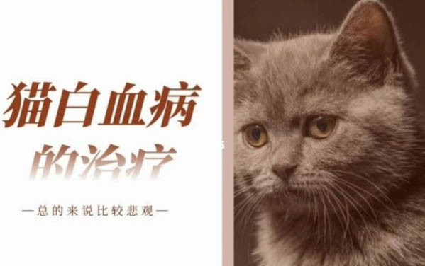 如何給小貓咪剪指甲