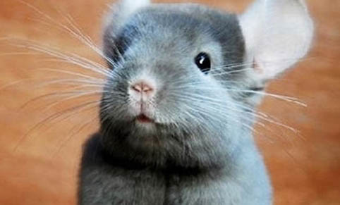 龍貓不親人該怎么辦?