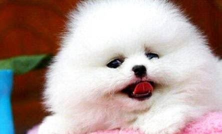 博美犬和泰迪哪個好