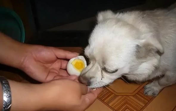 泰迪拉稀了怎么辦