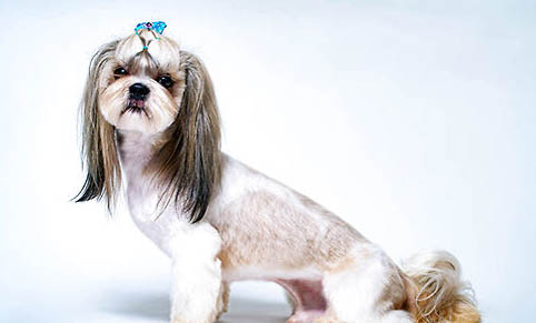 西施犬需要剃毛嗎?