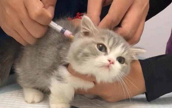 小貓什么時候會自己排便