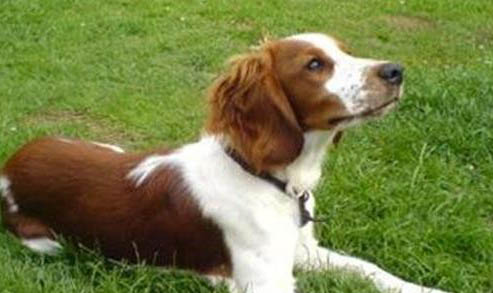 威爾士柯基犬優缺點