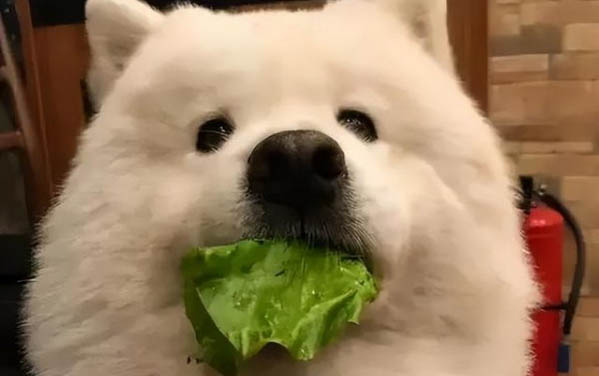 狗狗外傷出血怎么處理