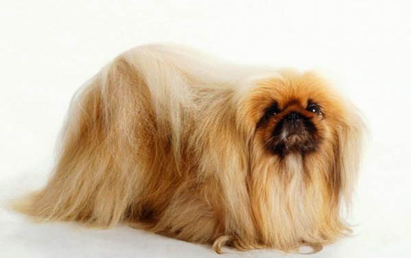 喂養京巴狗的注意事項