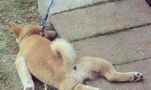 狗腿扭傷了怎么辦