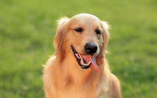 狗狗得了狂犬病潛伏期有多久