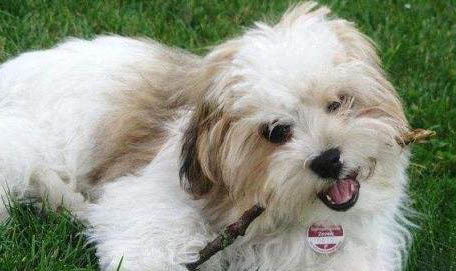 西施犬不愛吃東西的原因及處理方法