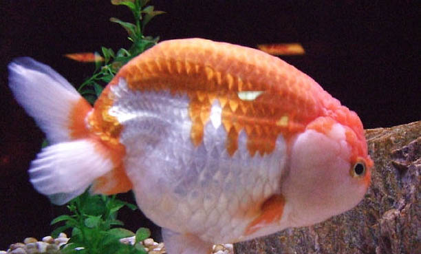 哪些魚缸水草好養