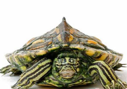 地圖龜能長多大?