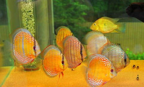 辣魚可以給貓吃嗎