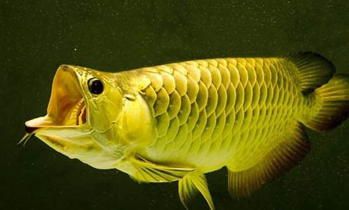 釣魚有口打不著魚是什么原因