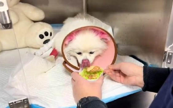 被家狗咬破了一點皮有事嗎沒出血