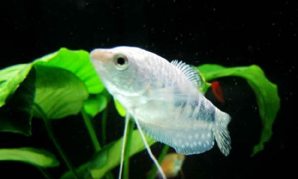 龍魚一天喂幾次最好