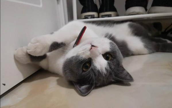 小貓腹水可以活多久