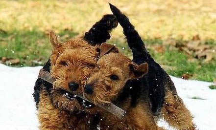 威爾士柯基與瑞典柯基的區(qū)別是什么?