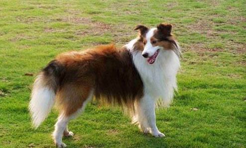 喜樂蒂牧羊犬不愛吃東西的原因及處理方法