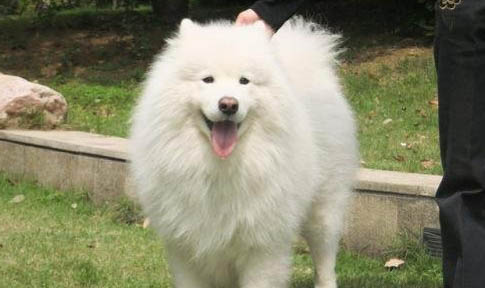 薩摩耶犬生產后惡露多久排干凈