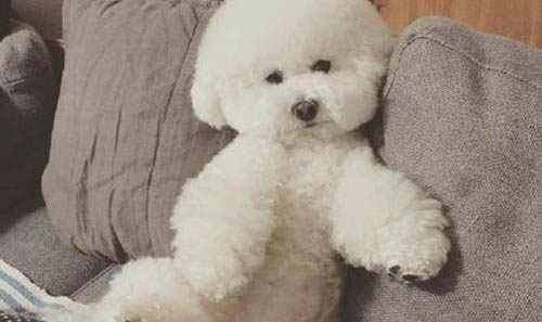 比熊犬咳嗽能吃藥嗎?