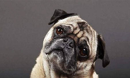 母犬絕育多久恢復