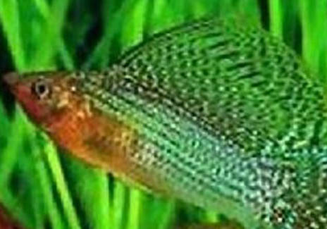 80的魚缸可以養(yǎng)幾條七彩神仙魚