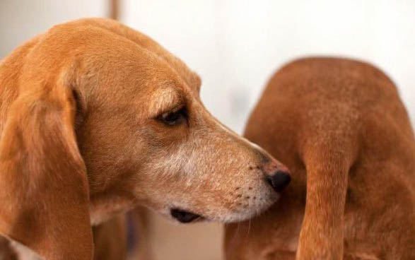 狗狗上吐下瀉拉血怎么治療？