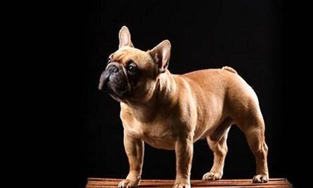 法斗犬舍哪個(gè)好