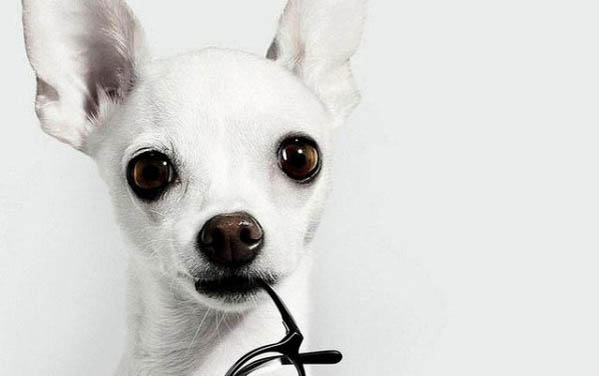 吉娃娃什么顏色最貴